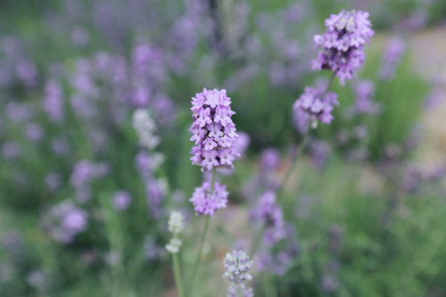 镜头 | 跟着镜头品诗词 花之韵