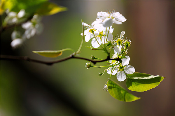 跟着镜头品诗词 | 开花复卷叶 艳眼又惊心