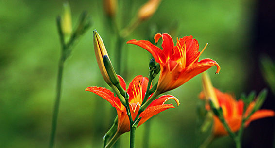 诗画寻芳│萱草报慈恩