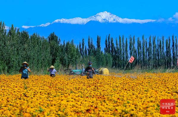 镜头 | 绿树浓荫 时至小暑