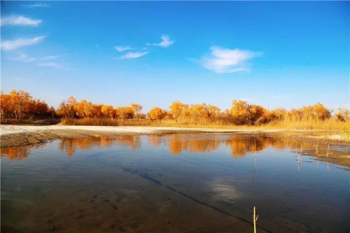 【纪检人·镜头】不看一次胡杨林，就不足以谈秋天！