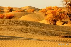 【纪检人·镜头】走遍千山万水，醉美大漠胡杨！