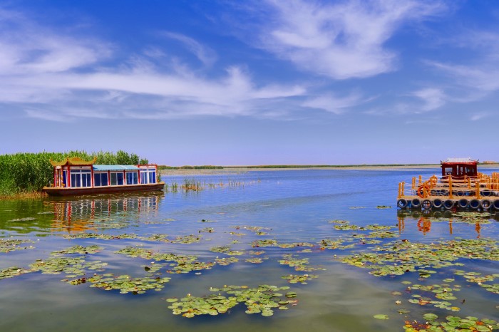 【纪检人·镜头】“睡莲”怒放迷醉远方客