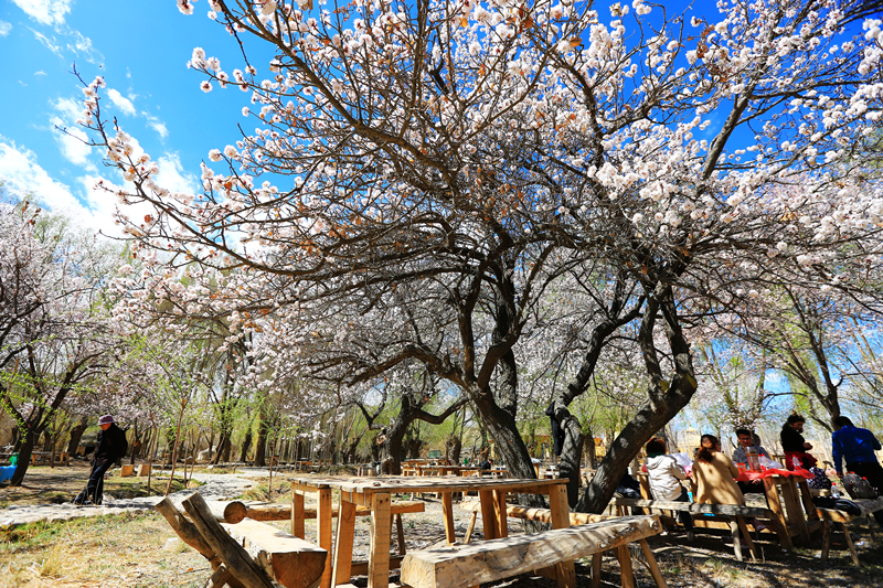 【镜头】最美霍拉四月景