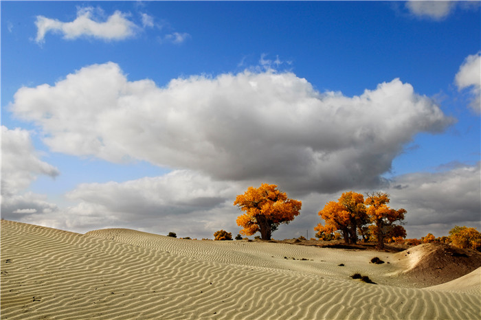 镜头 | 金秋看胡杨，约吗？
