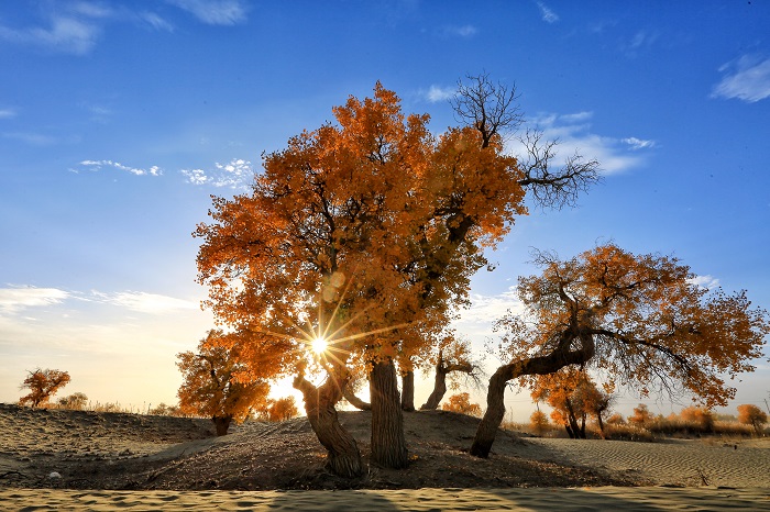 镜头 | 冬日恋歌之胡杨恋