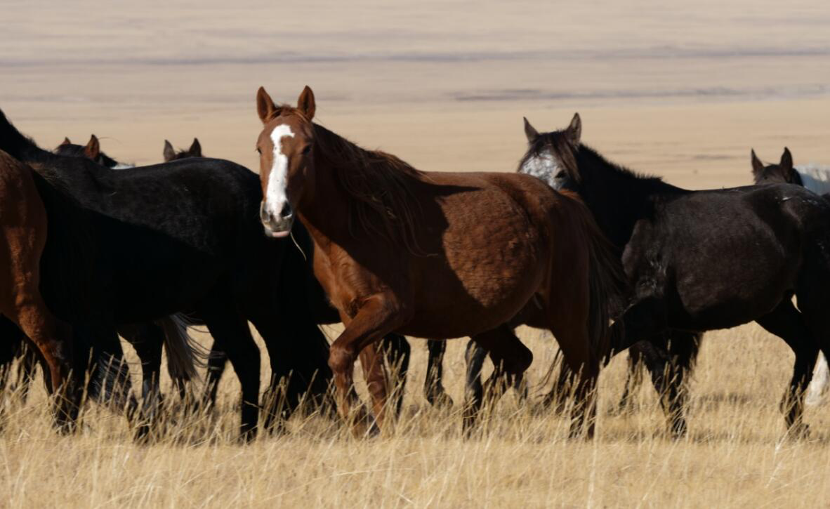 镜头 | 巴音布鲁克草原的蒙古马
