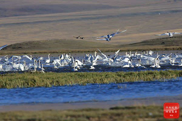 镜头 | 湿地秋色美