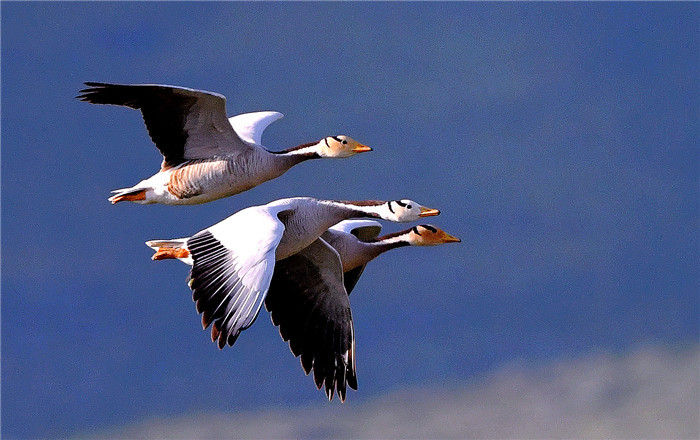 镜头|春分至 万物生