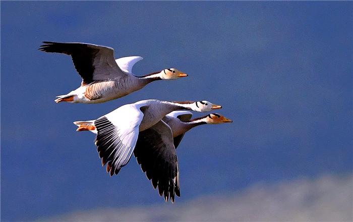 镜头| 春回大地 草长莺飞