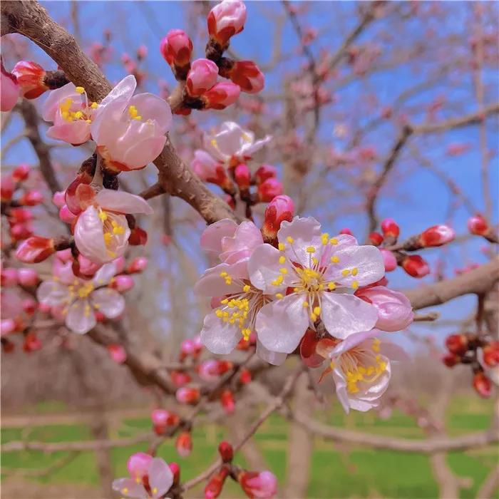 镜头｜品春日诗词 赏大美新疆