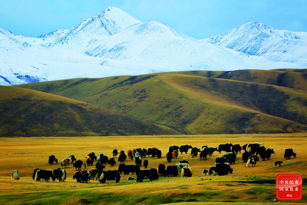 镜头 | 小暑神清夏日