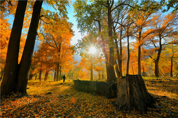 镜头 | 霜降至 秋已暮