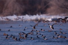 镜头 | 好雨知时节 当春乃发生