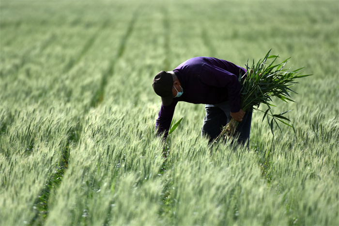 镜头 | 芒种至 田园忙