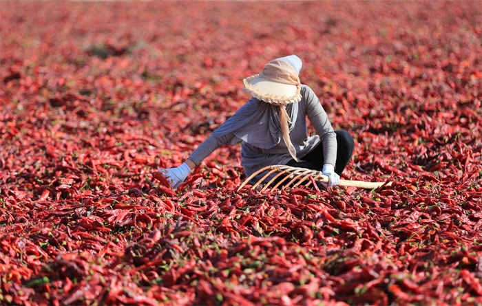 镜头丨白露暖秋色