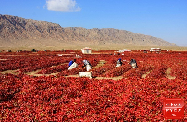 镜头 | 白露凝珠月更明