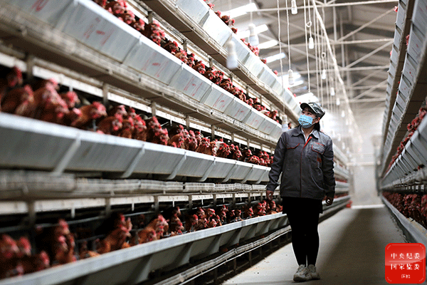 镜头丨产业富民