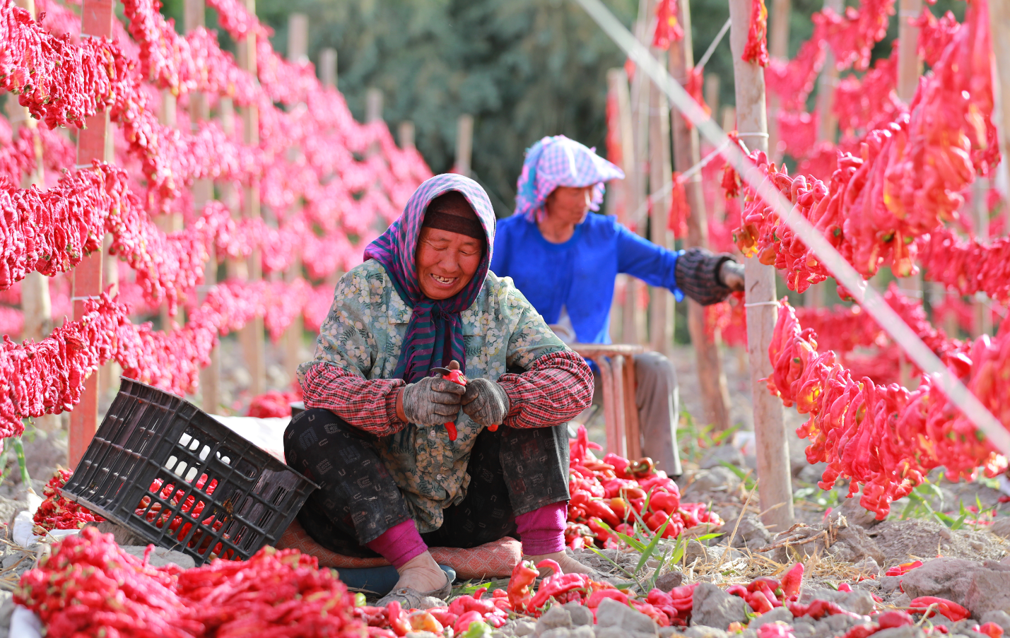 镜头 | 秋向此时分