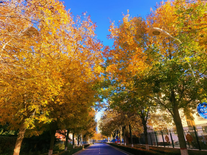 镜头丨秋已深 冬将至