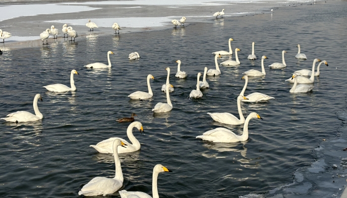 二十四节气丨今日大寒